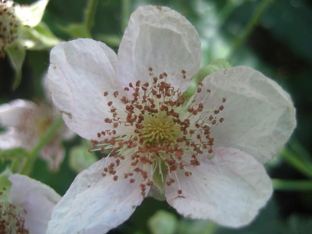 Raspberry flowers