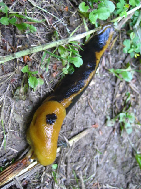 Banana slug