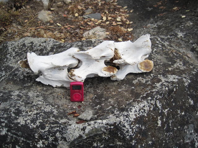 Huge back bones found alongside the trail