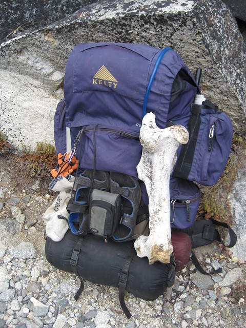 This was the leg bone - We guessed it must have belonged to a bear.