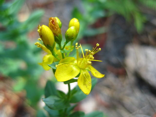 St. John's Wort