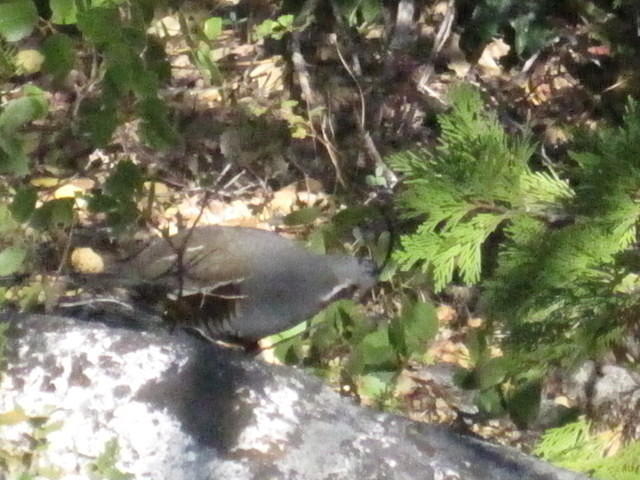 Gambel's quail