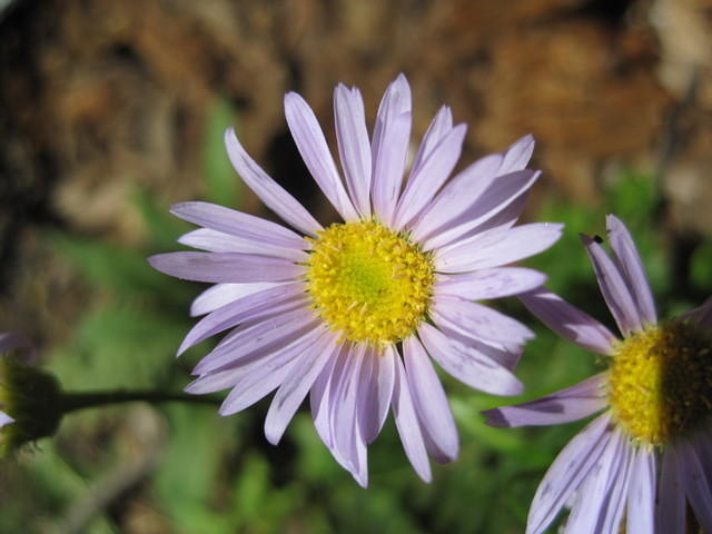 Yosemite Aster