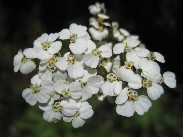 Yarrow