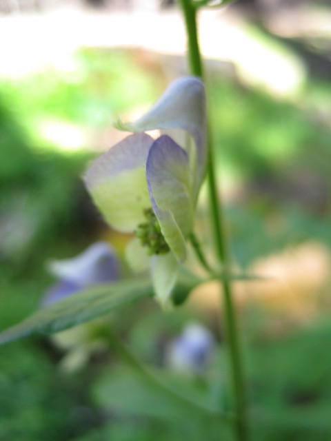 Monkshood