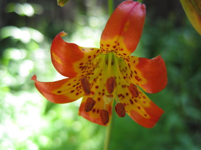 Little Leopard Lily