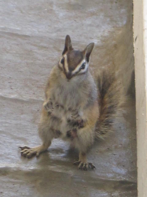 This little chipmunk came to visit us while we enjoyed lunch.