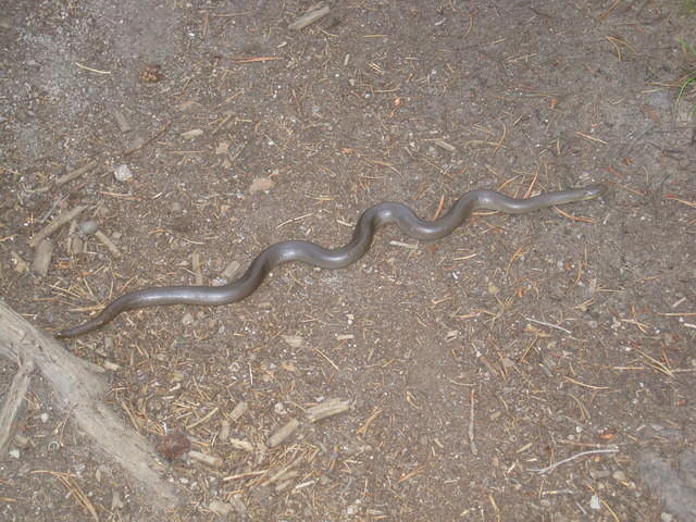 A rubber boa was stretched across the trail.