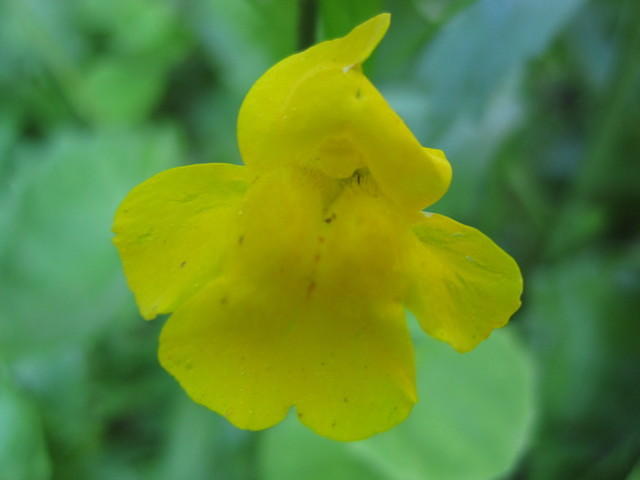 Monkeyflower