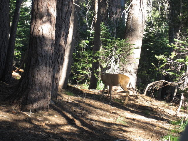 He then proceeded to circle our campsite, sniffing and gradually getting closer as he check us out.