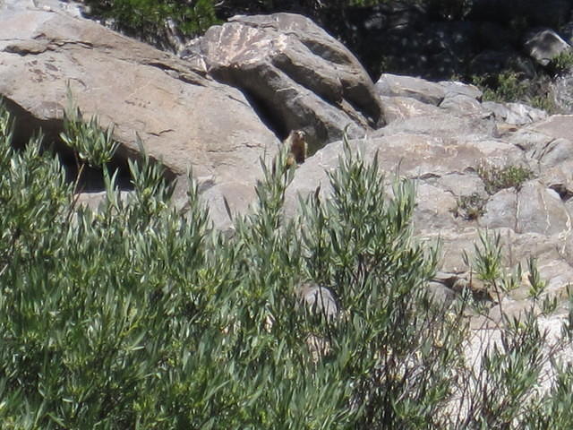 A marmot