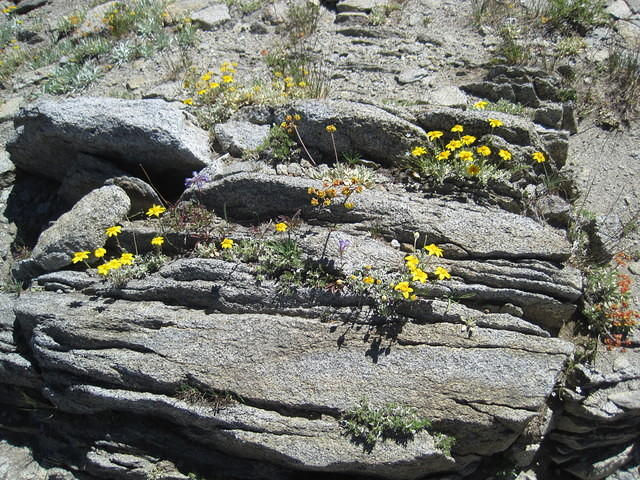 This was just a beautiful assortment of alpine flowers.