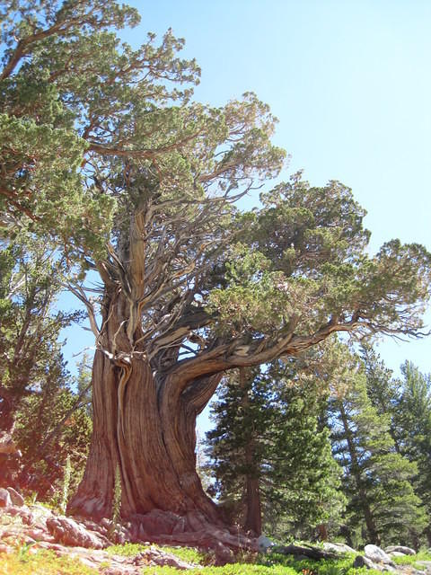 Sierra Juniper