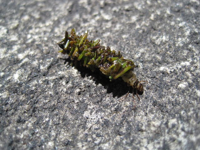 A caddis fly larvae - People actually make jewelry out of their cases.  If you don't believe me, Google it!