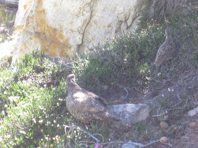 A grouse and her chicks