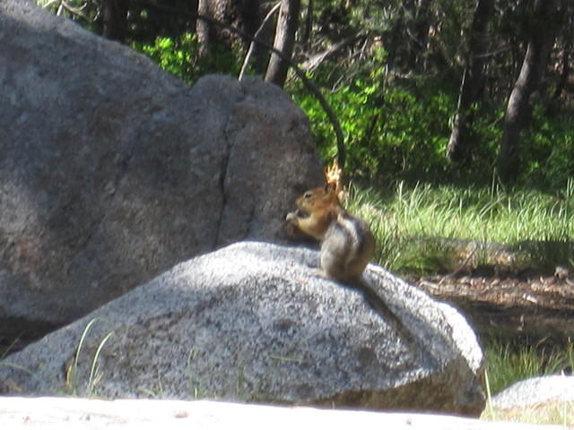 This little golden mantled squirrel ran around our campsite.