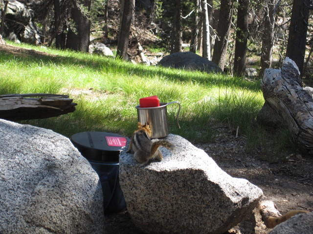 Our little buddy investigating our camp