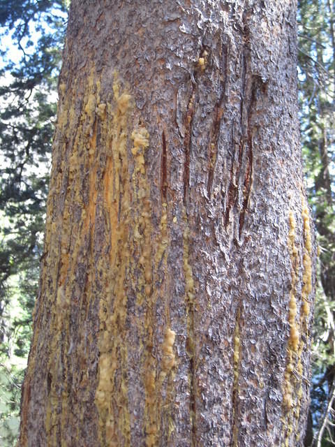 A bear scratching post