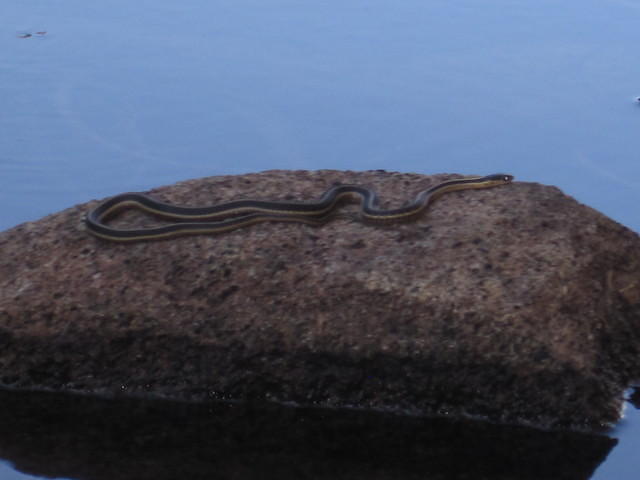 Aquatic garter snake