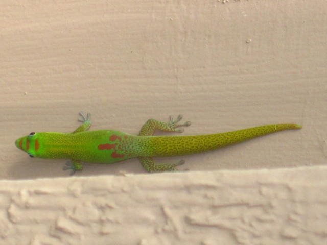 The gecko who lived on our lanai.  We named him Gary.