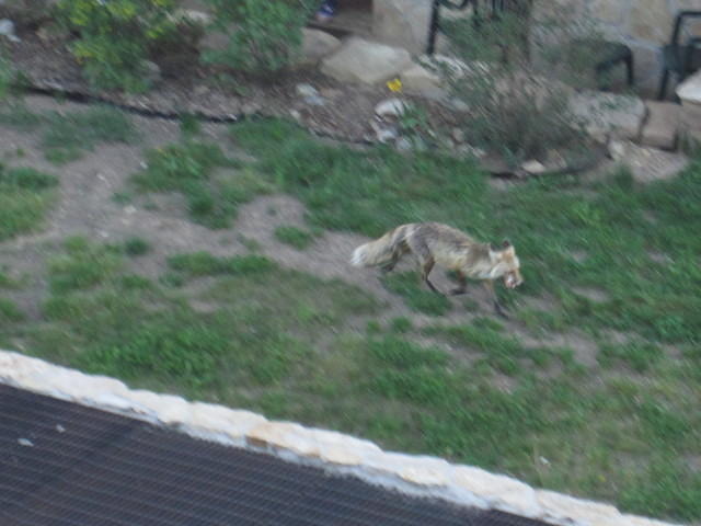 We watched a red fox from our balcony