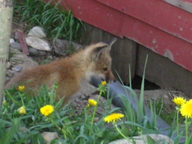 There was a mother with three kits near the Tavern in downtown Breckenridge.