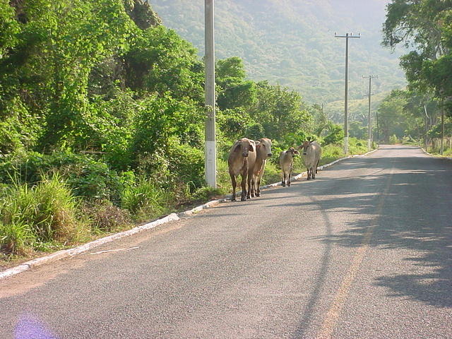 manzanillo 079.jpg