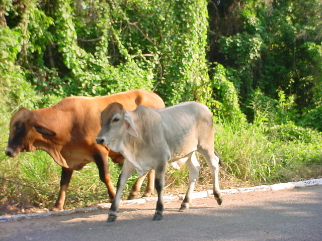 manzanillo 080.jpg