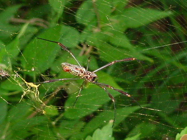 manzanillo 091.jpg