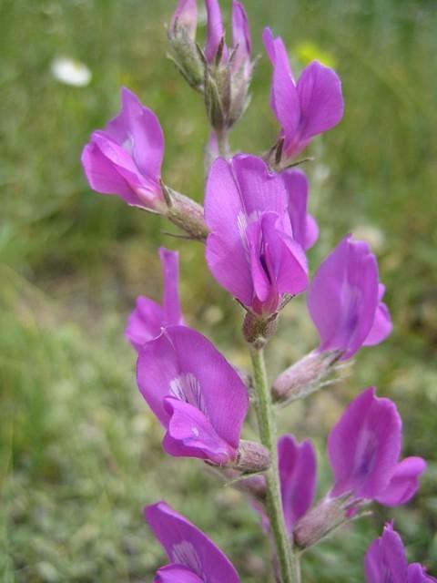 Colorado Locoweed