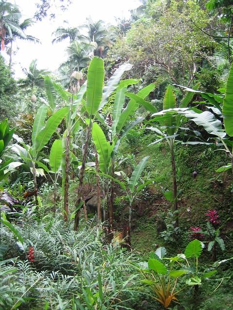 Palm jungle in the Hawaiian Tropical Botanical Garden