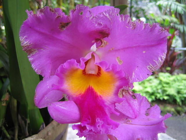 Cattleya