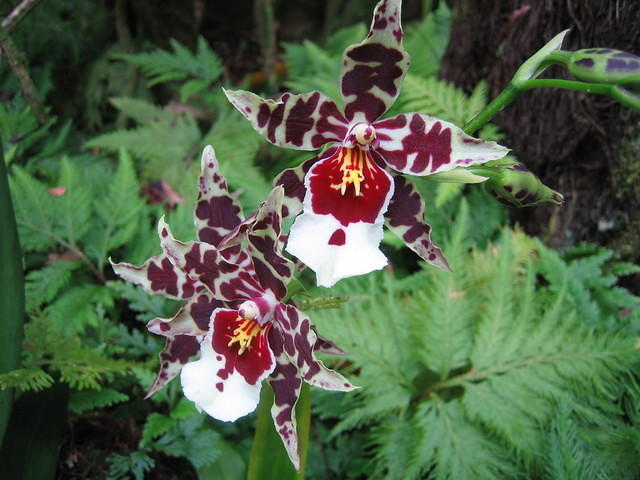 Oncidium