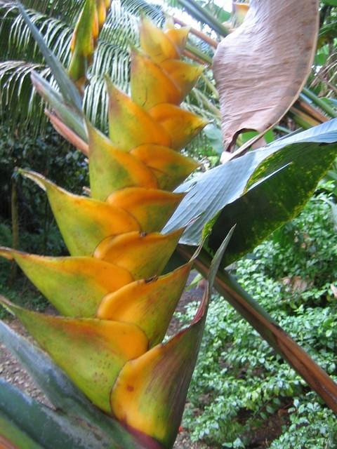 Heliconia