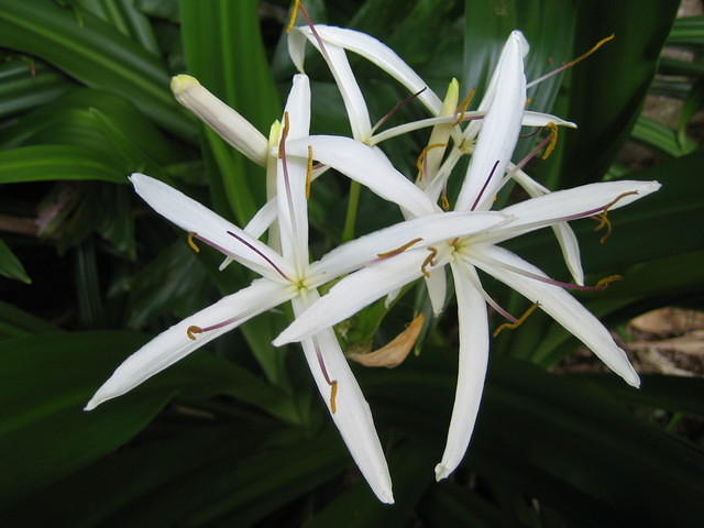 Spider lily