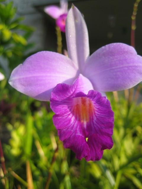 Orchid