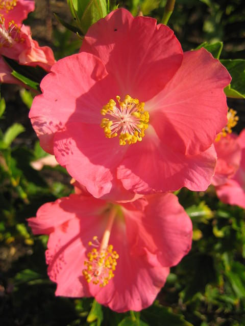 Pink hibiscus