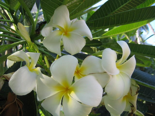 White plumeria