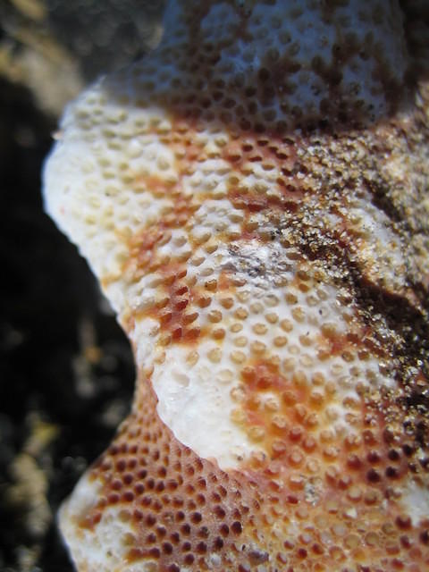 Close-up of coral