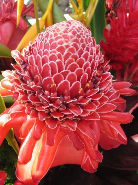 Torch ginger