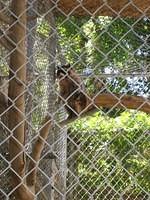 This raccoon was hilarious.  He kept climbing up and down the fence looking for a way out.