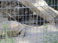 A stand-off between a fox and a tortoise.  The tortoise won.