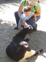 Tommy meets the goats