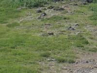 Grizzly near Many Glacier Hotel