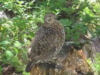 Ptarmigan