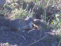 Columbian Ground Squirrels