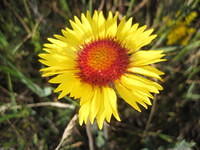 Blanket flower