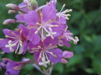 Fireweed