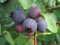 Yummy huckleberries - You can pick up to a quart per day.