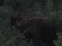 Young grizzly along side the road.